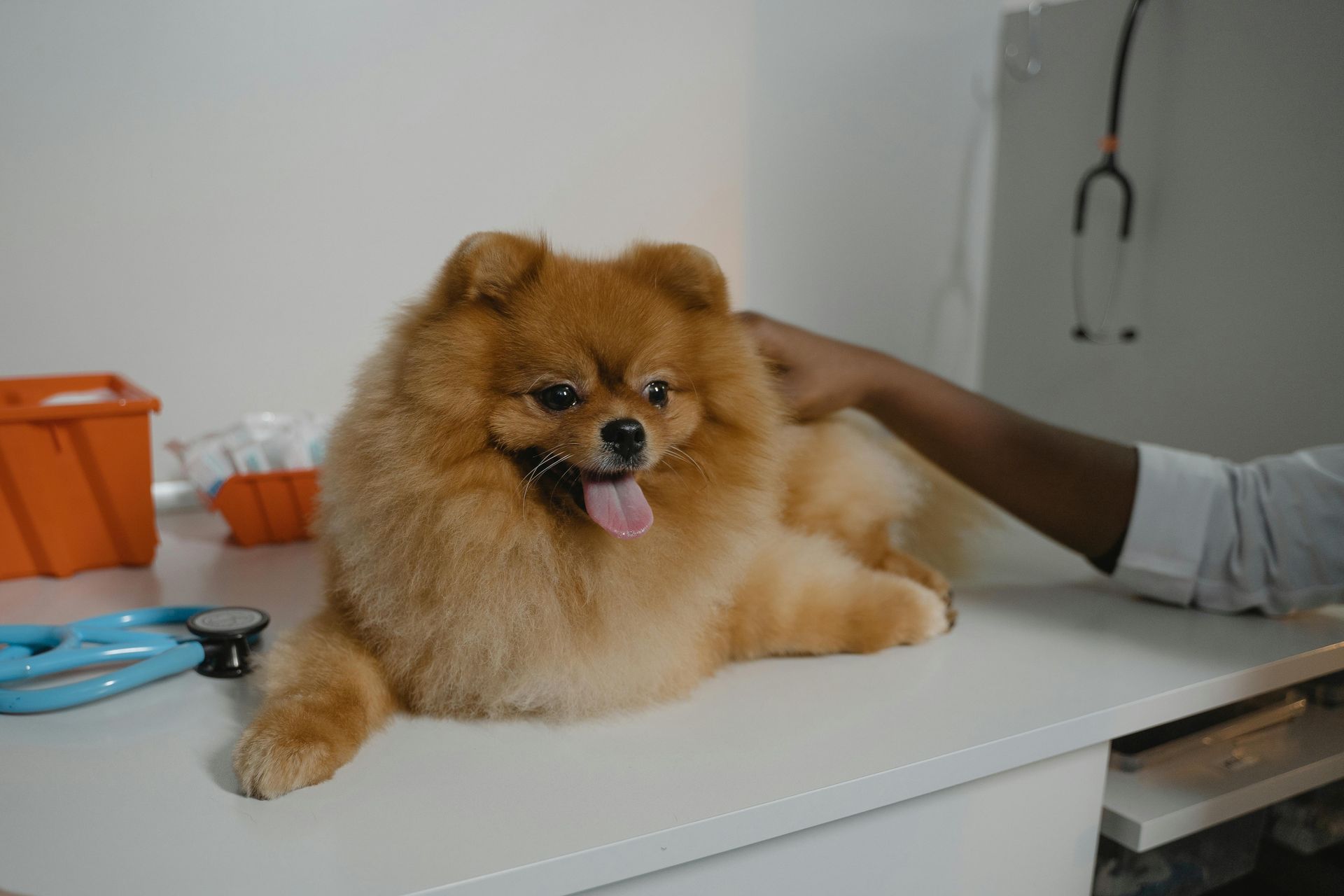 Fluffy tan Pomeranian on a white table, panting while being petted by a person in a clinic setting