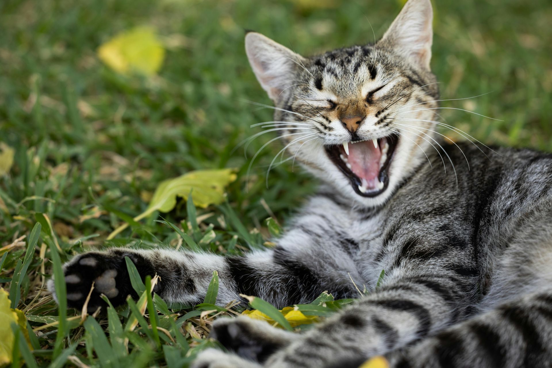 Yawning gray tabby cat lying on grass with mouth wide open and eyes closed