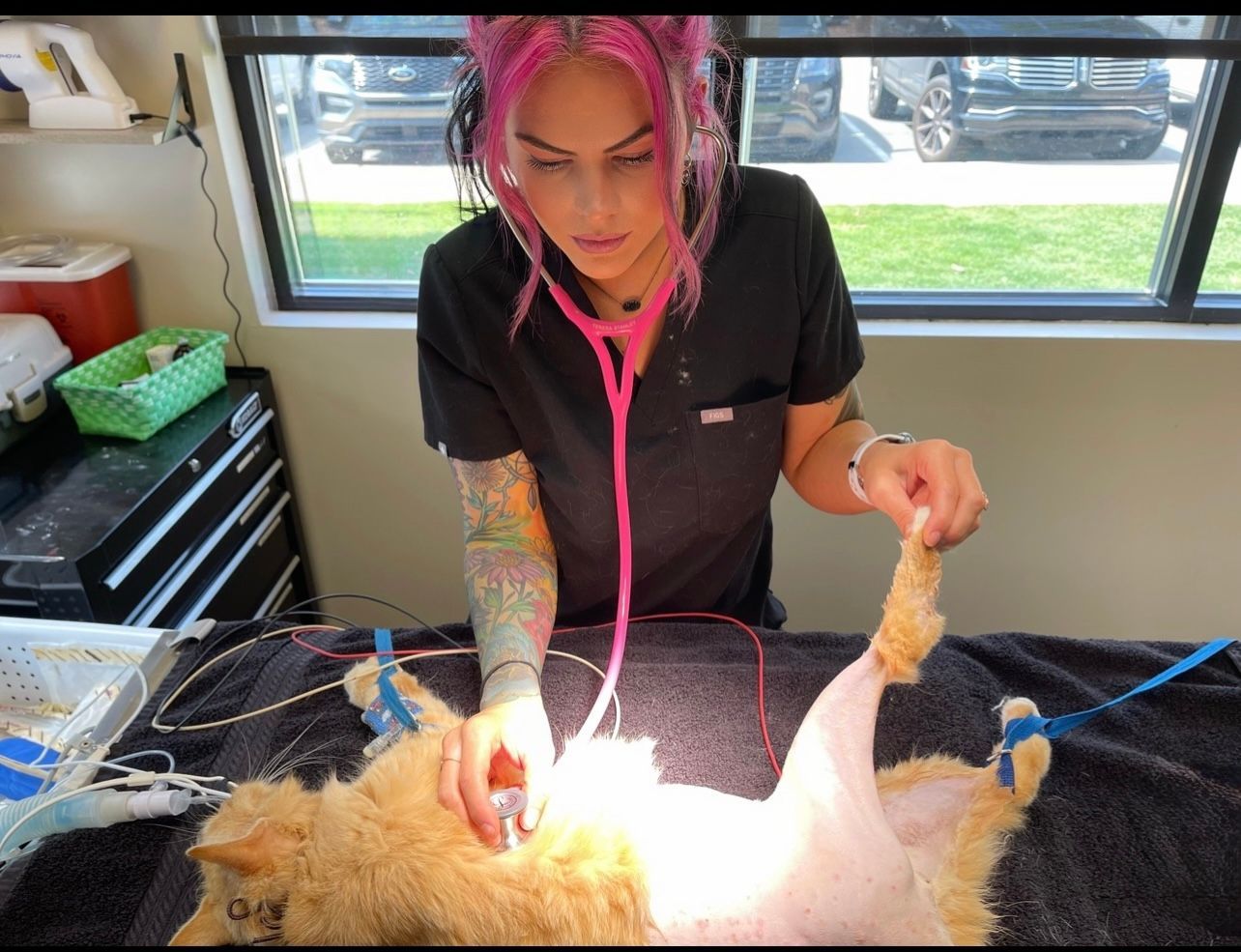 Person in black and pink scrubs grooming a fluffy dog on a grooming table near a window.