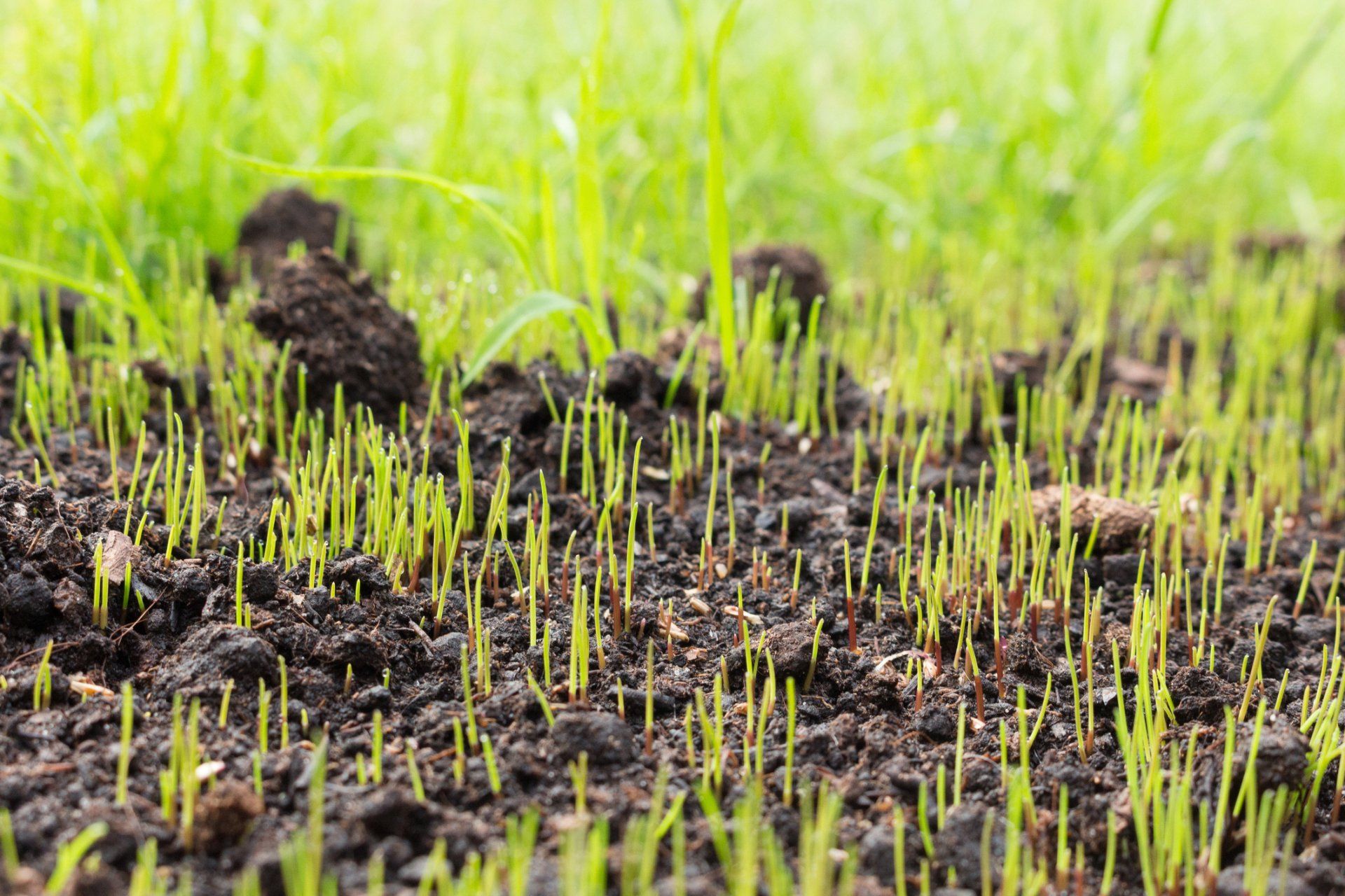 Grass Seeds Begin To Grow - Ashland, OH - Aztec Topsoil