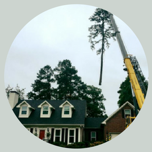 Tree removal crane lifting a tall pine beside a suburban house under cloudy sky