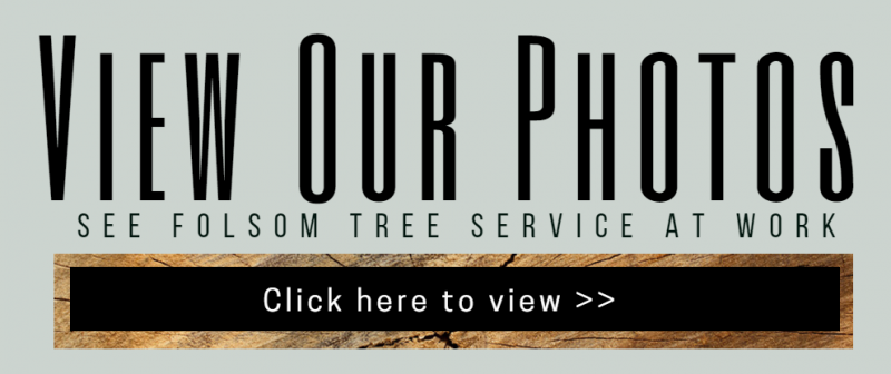 Banner reading “View Our Photos” with subtitle “See Folsom Tree Service at Work” and a “Click here to view” button.
