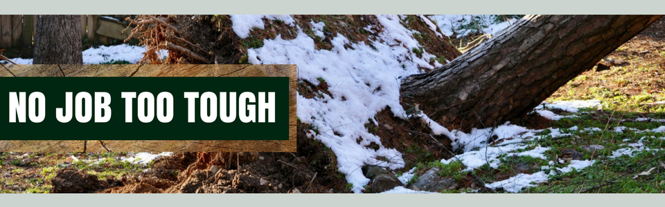 Snowy forest scene with a fallen tree and a green sign reading “NO JOB TOO TOUGH”