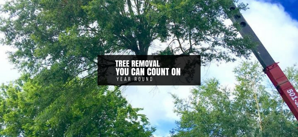 Tree removal sign on crane against leafy green trees and blue sky.