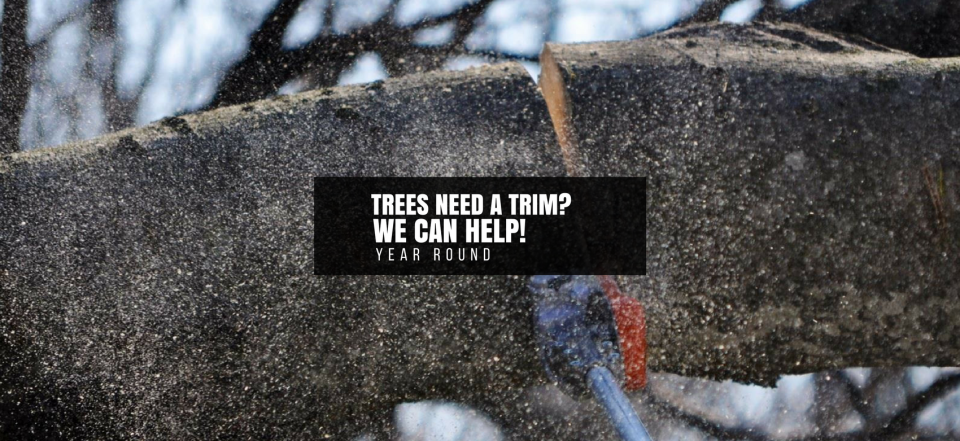 Snow-covered tree with a sign reading “Trees need a trim? We can help!”