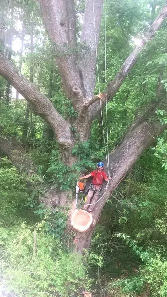 Tree trimmers on a large tree branch, cutting a limb in a lush green forest.