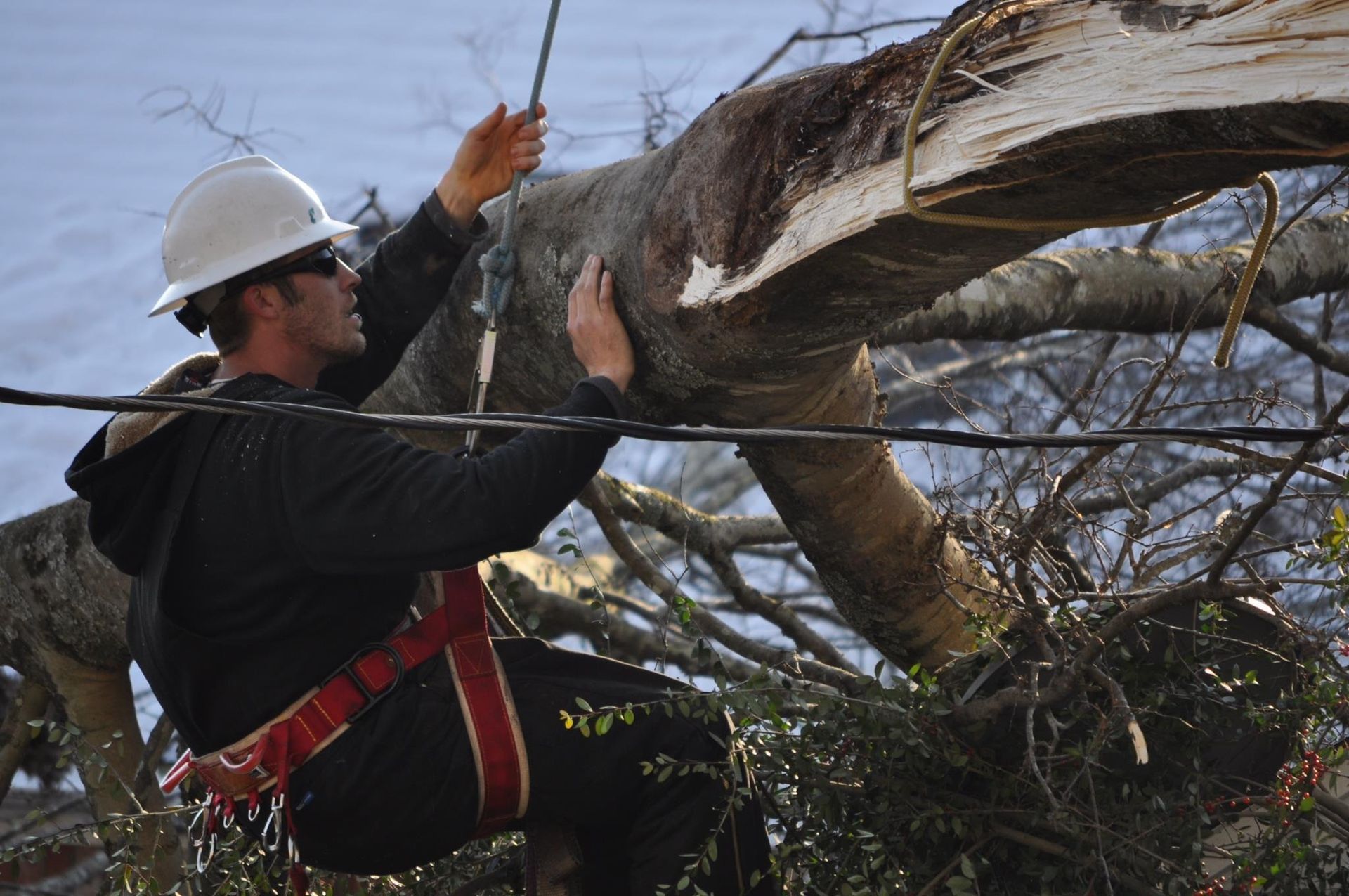 Worker in hard hat trimming a fallen tree branch with a chainsaw outside