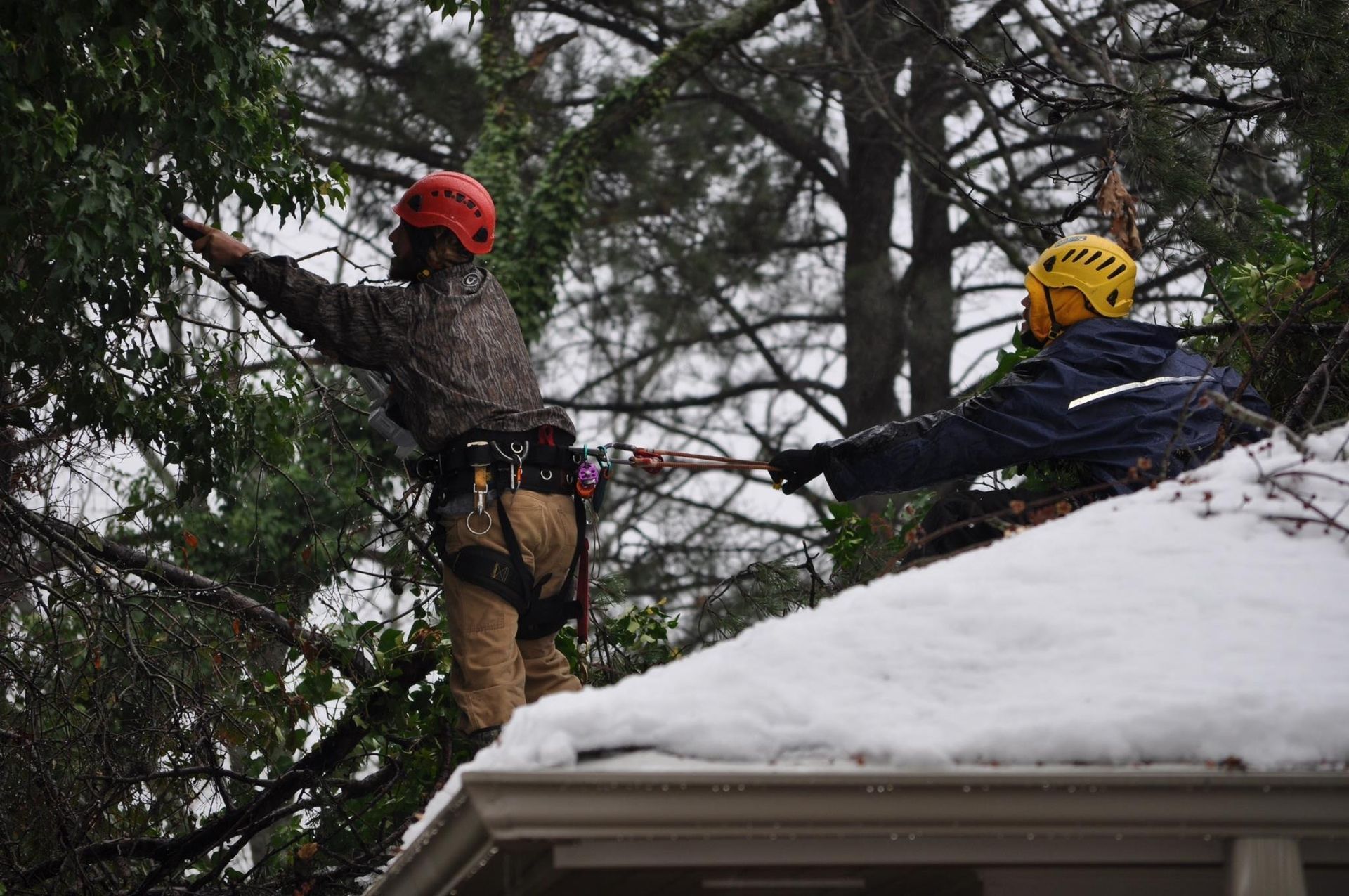 Two workers in helmets on a snowy roof near tall trees, one using a saw or tool on a tree branch