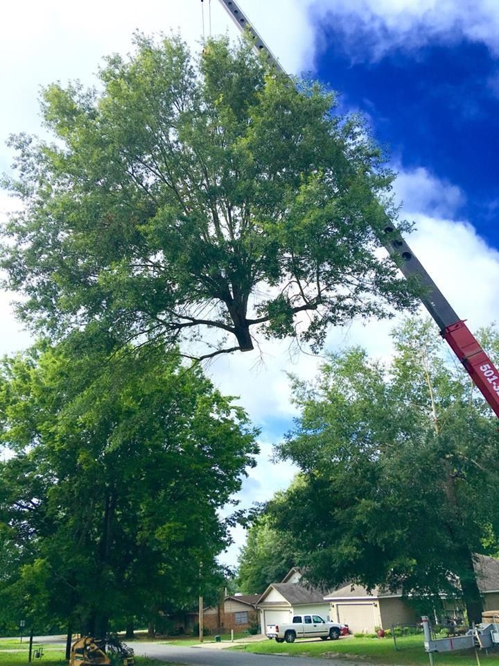Tall leafy tree being trimmed by a crane in a suburban neighborhood under a bright blue sky.