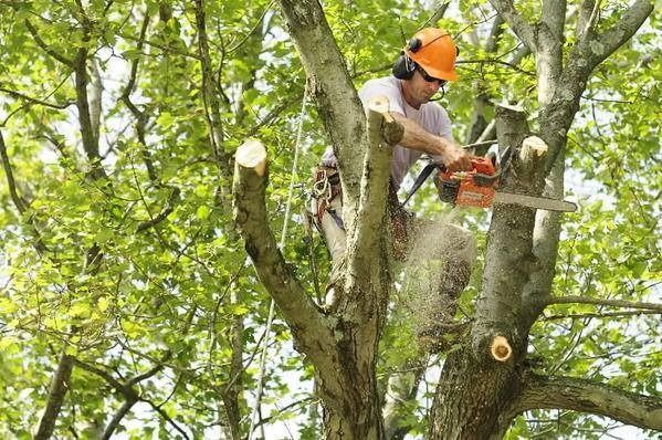Arborist in orange helmet using a chainsaw to trim tree branches high in a leafy tree