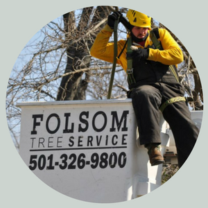 Tree worker in yellow gear high in a tree beside a Folsom Tree Service sign with phone number.