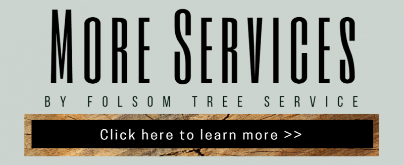 More Services by Folsom Tree Service with a “Click here to learn more >>” button