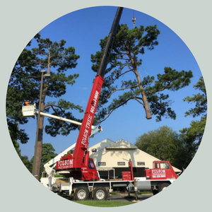 Red crane truck lifting branches beside tall pine trees under a clear blue sky