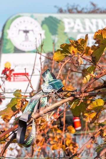 Ein grünes Metallschild und ein schwarzes Armband verfangen sich in orangefarbenen Herbstblättern