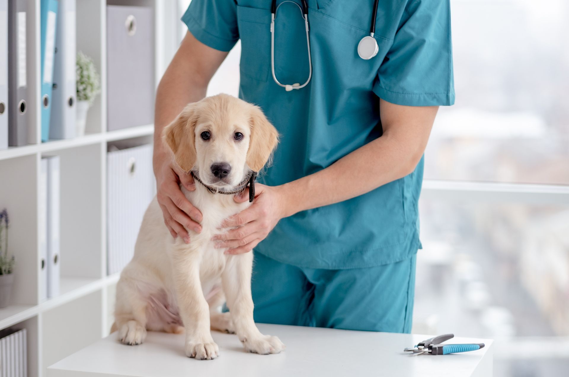 Cute puppy in veterinary hospital.