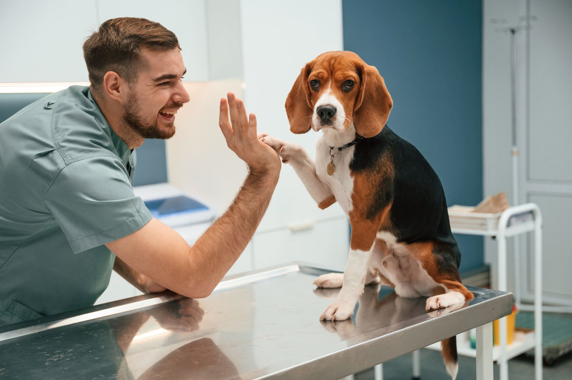 Vet high-fiving a beagle on an exam table in a bright clinic