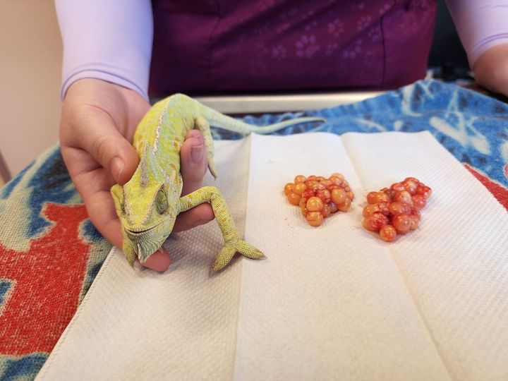 Chameleon With Removed Eggs.