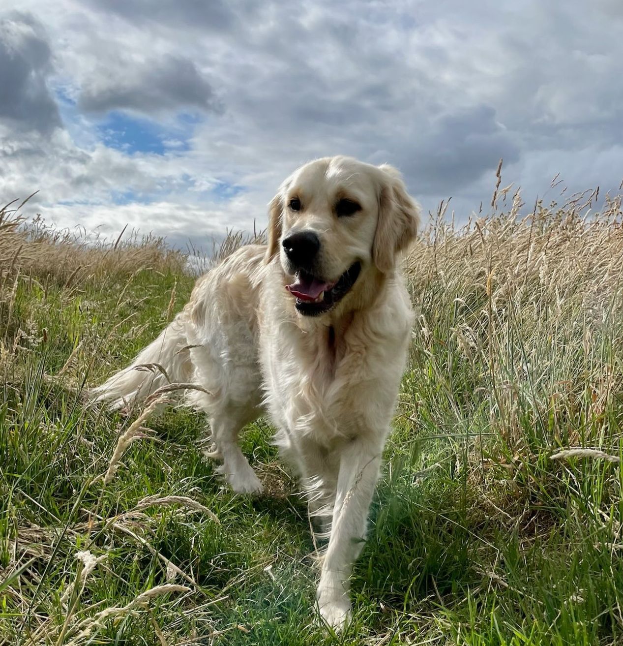 Golden retriever dog walking through tall grass, smiling on a cloudy day.