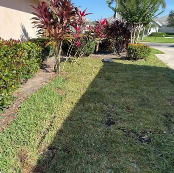 Sunny front yard with trimmed grass, red-leaf shrubs, and a sidewalk beside a house