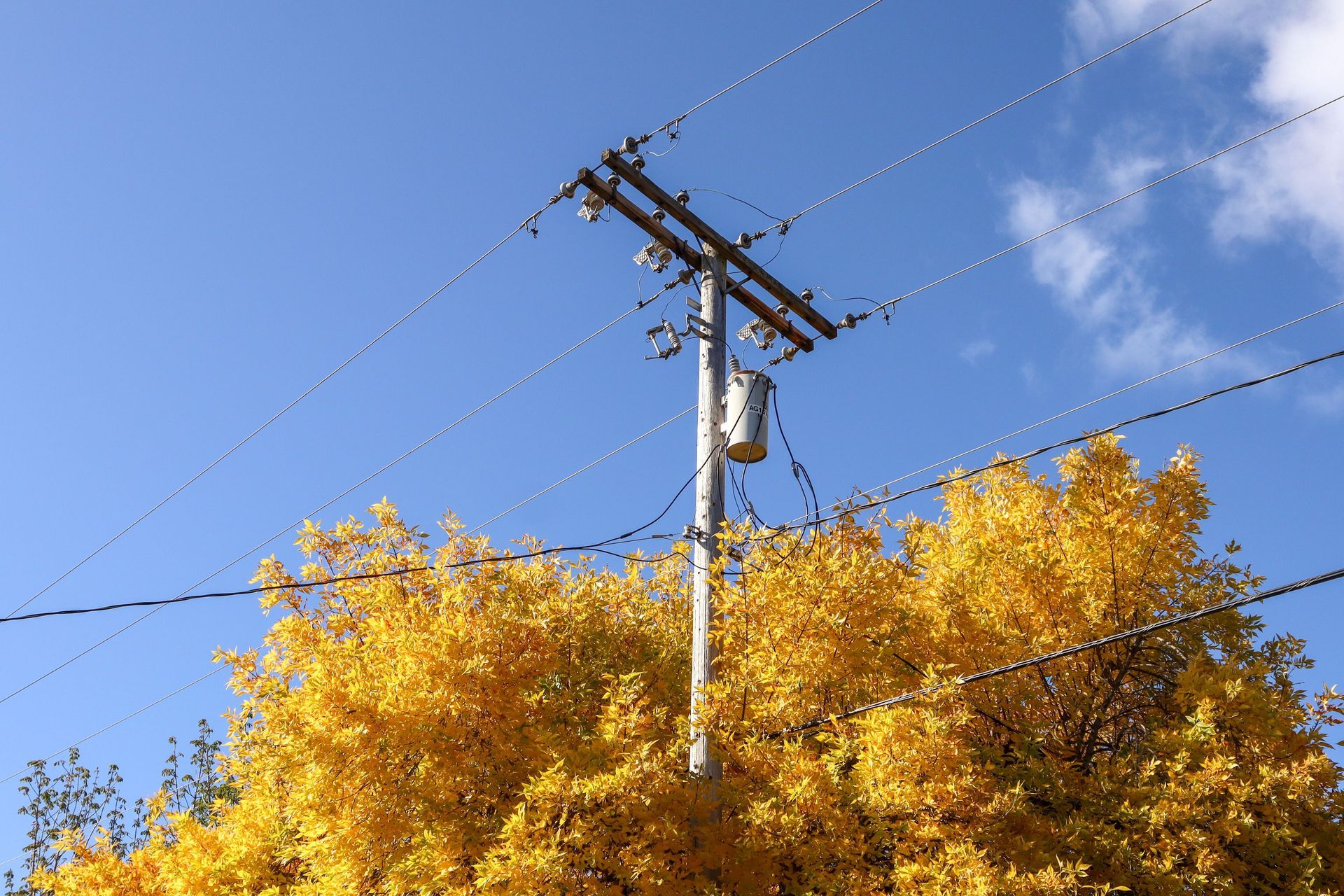 Utility pole above yellow autumn trees against a clear blue sky
