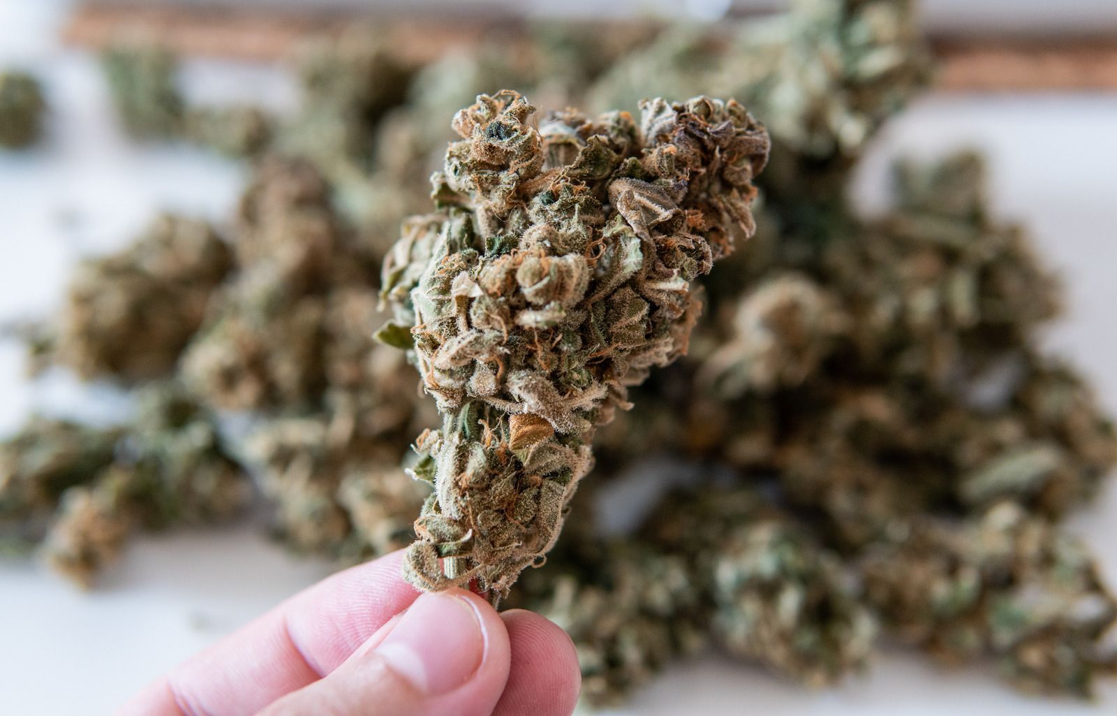 Hand holding a cannabis bud with a blurred pile of buds in the background