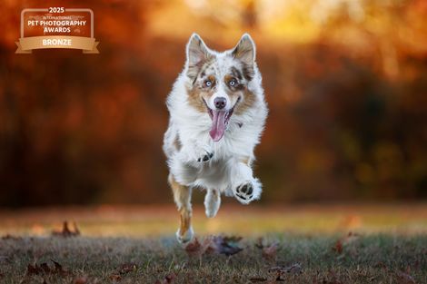Pet Photography Services | Lil Monster Photography