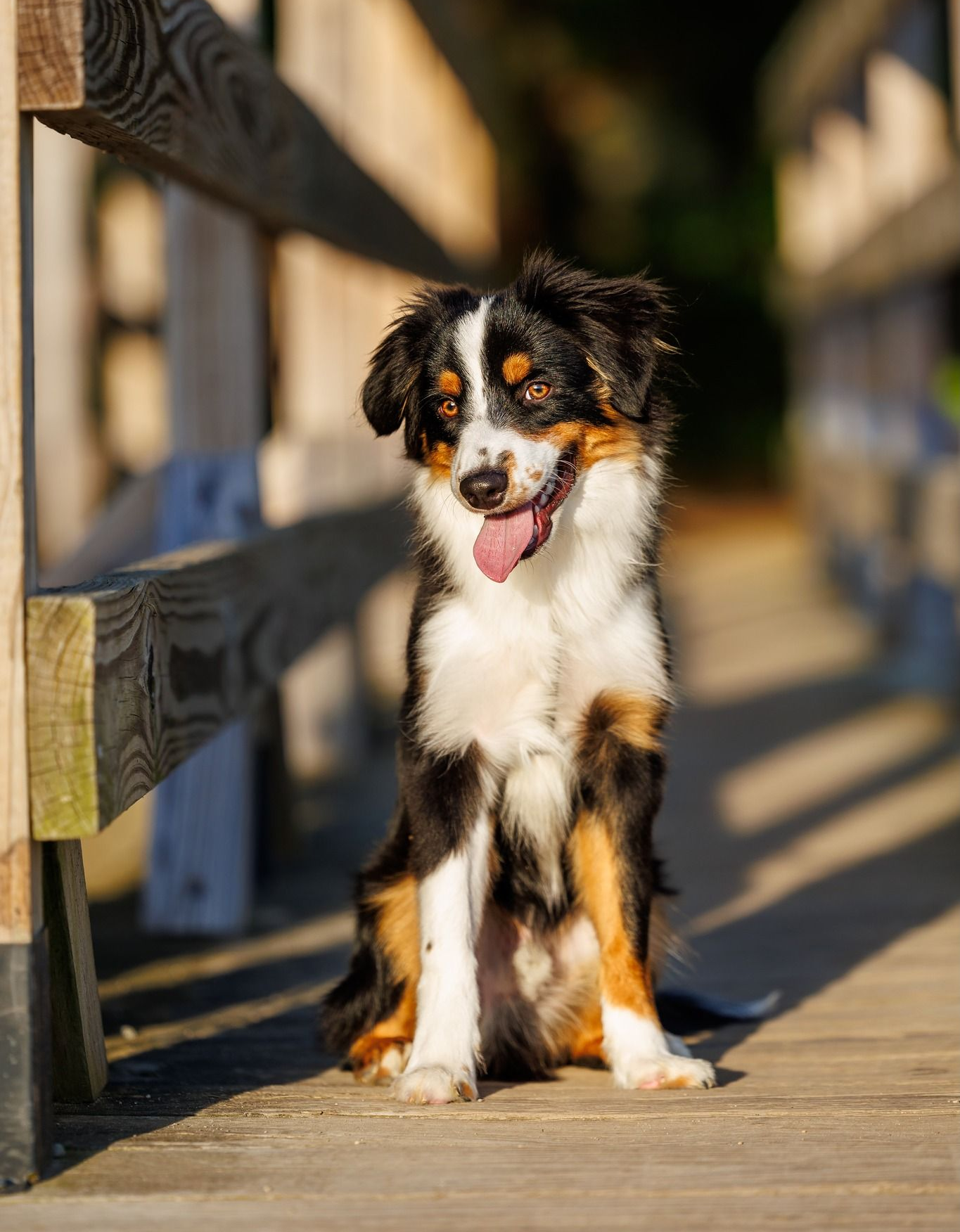 Small tricolor puppy sitting on a wooden bridge, panting in the sunlight.