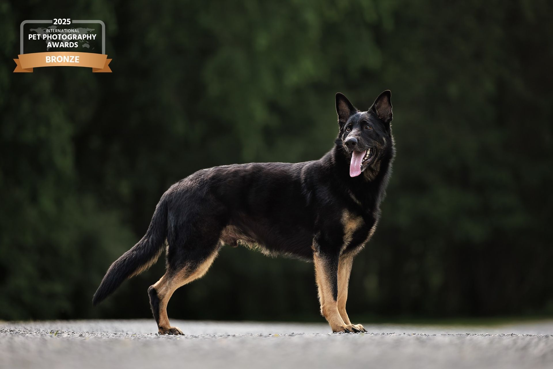 Black and tan Belgian Shepherd dog stands on a road with trees in the background.