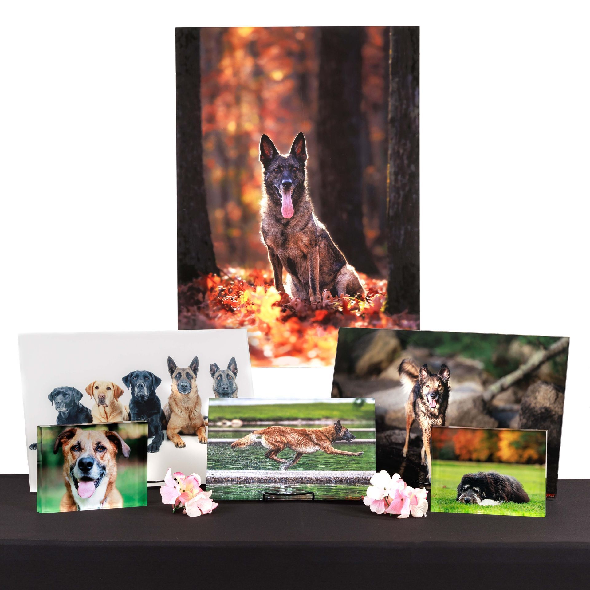Custom dog photography wall art and acrylic desk art created by Lil Monster Photography