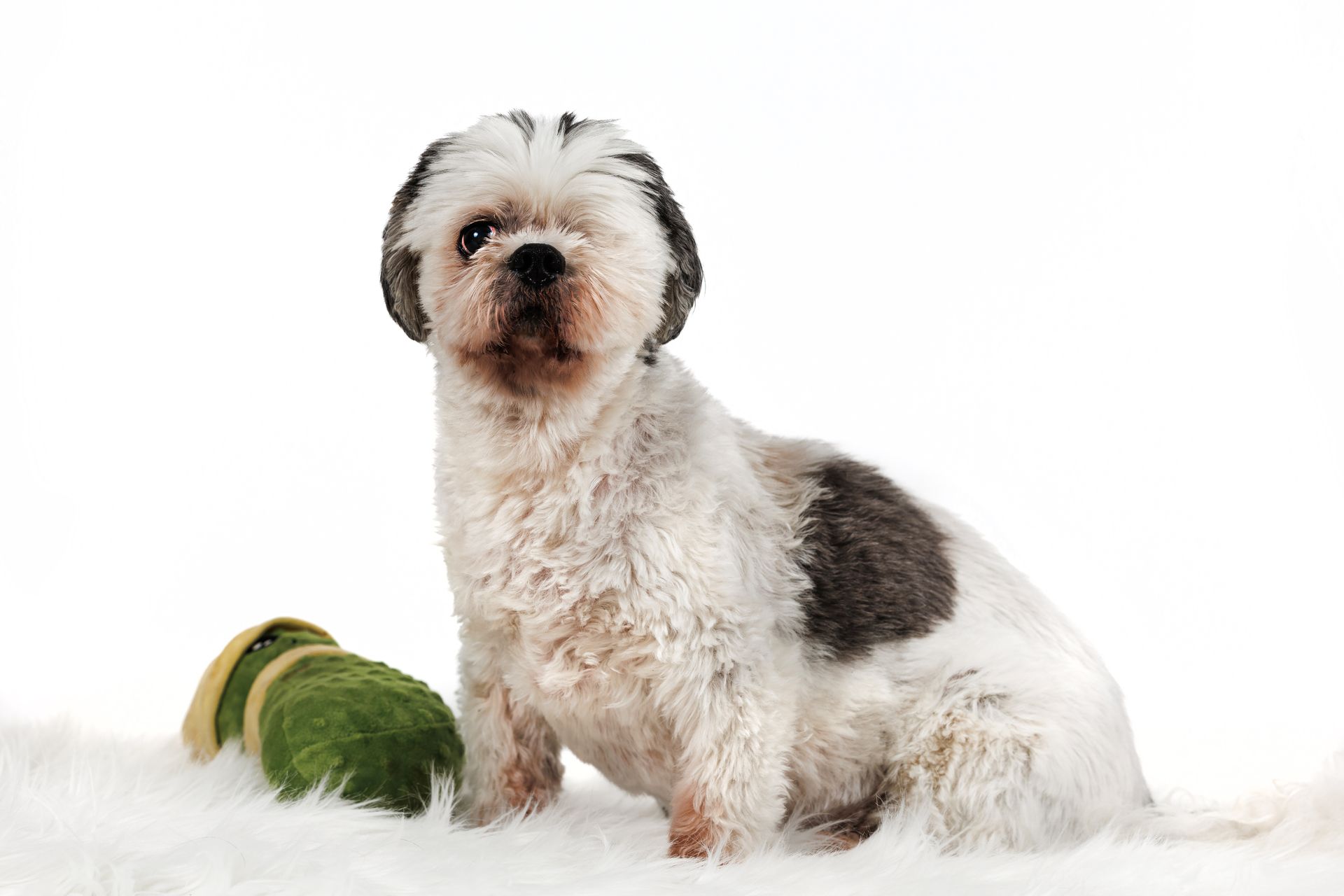 A mixed breed dog posing with his favorite pickle stuffy during a studio session in Natick.