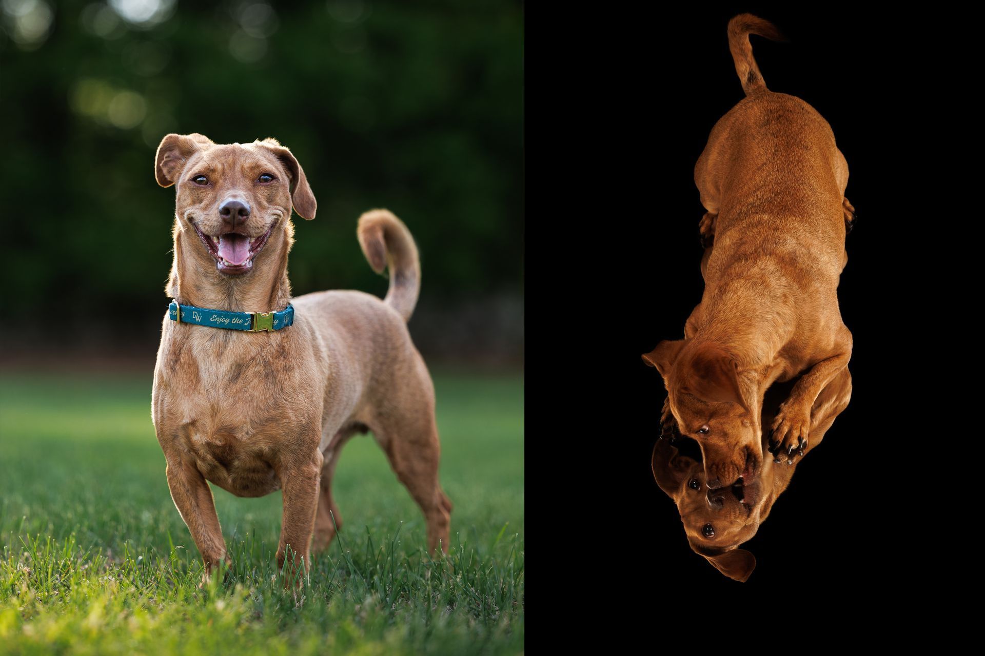 Small orange dog poses for outdoor portraits and indoor, studio photos, including a mirror shot.