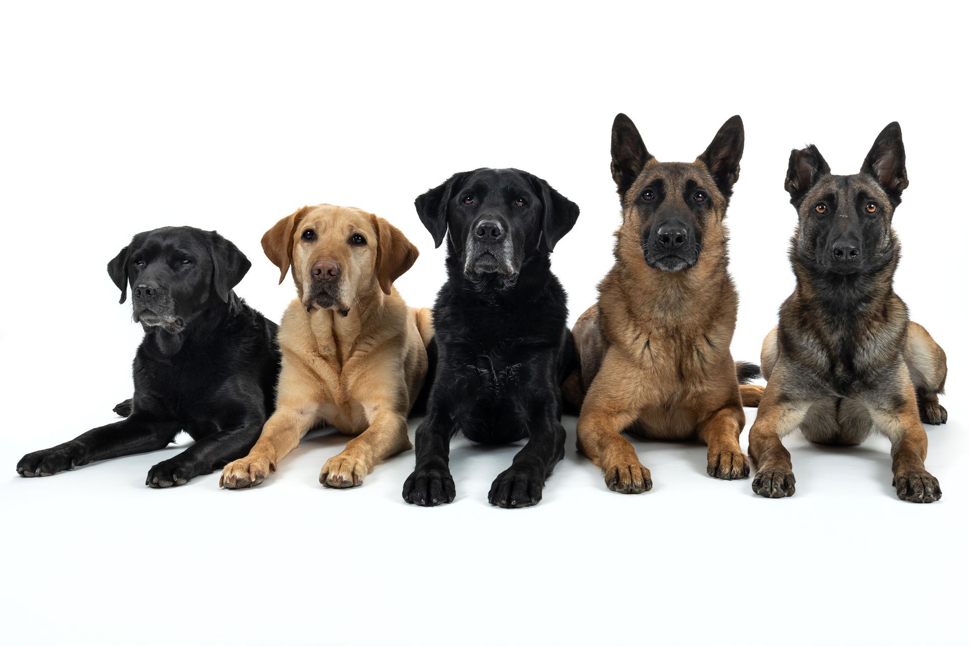 5 dogs sit for a studio session in Metrowest Massachusetts