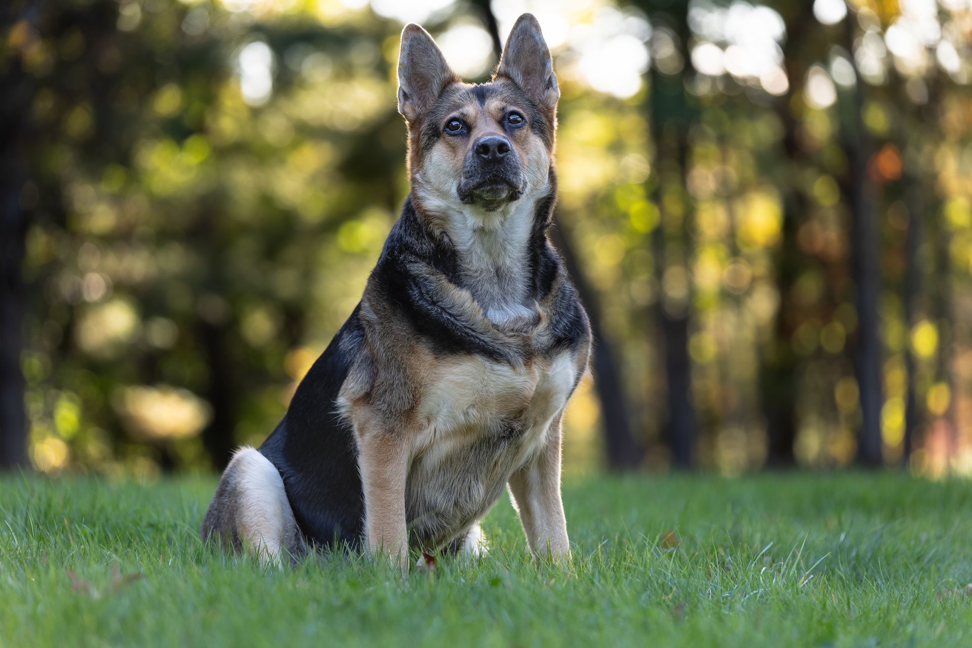 Individual portrait of the second dog during a multi-dog photography session