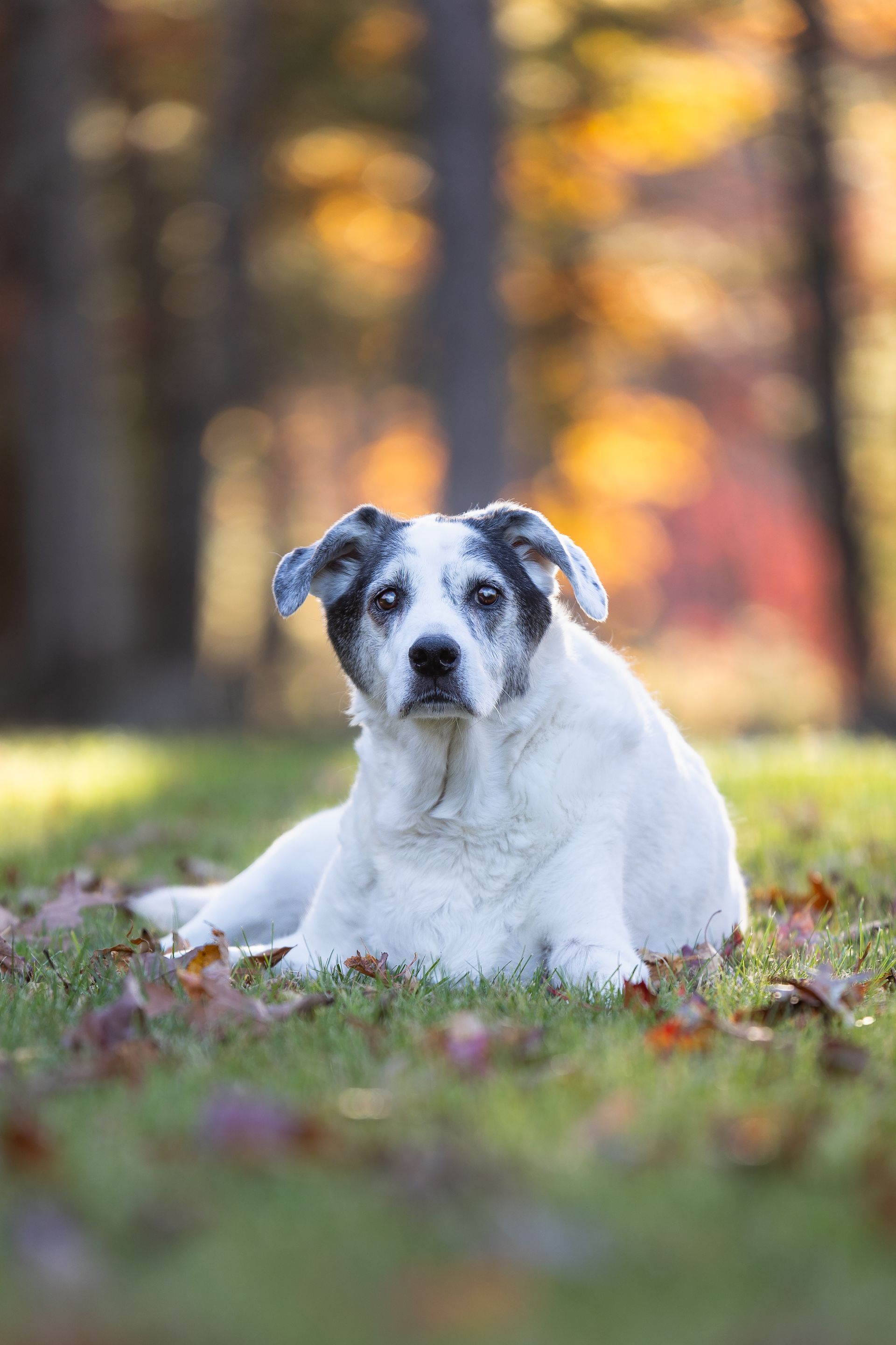 Individual portrait of the third dog during a multi-dog photography session