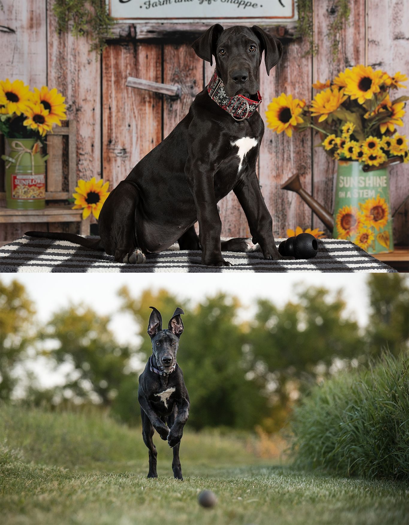 Black dog sitting indoors by sunflowers; below, the same dog runs toward a ball in a grassy field.