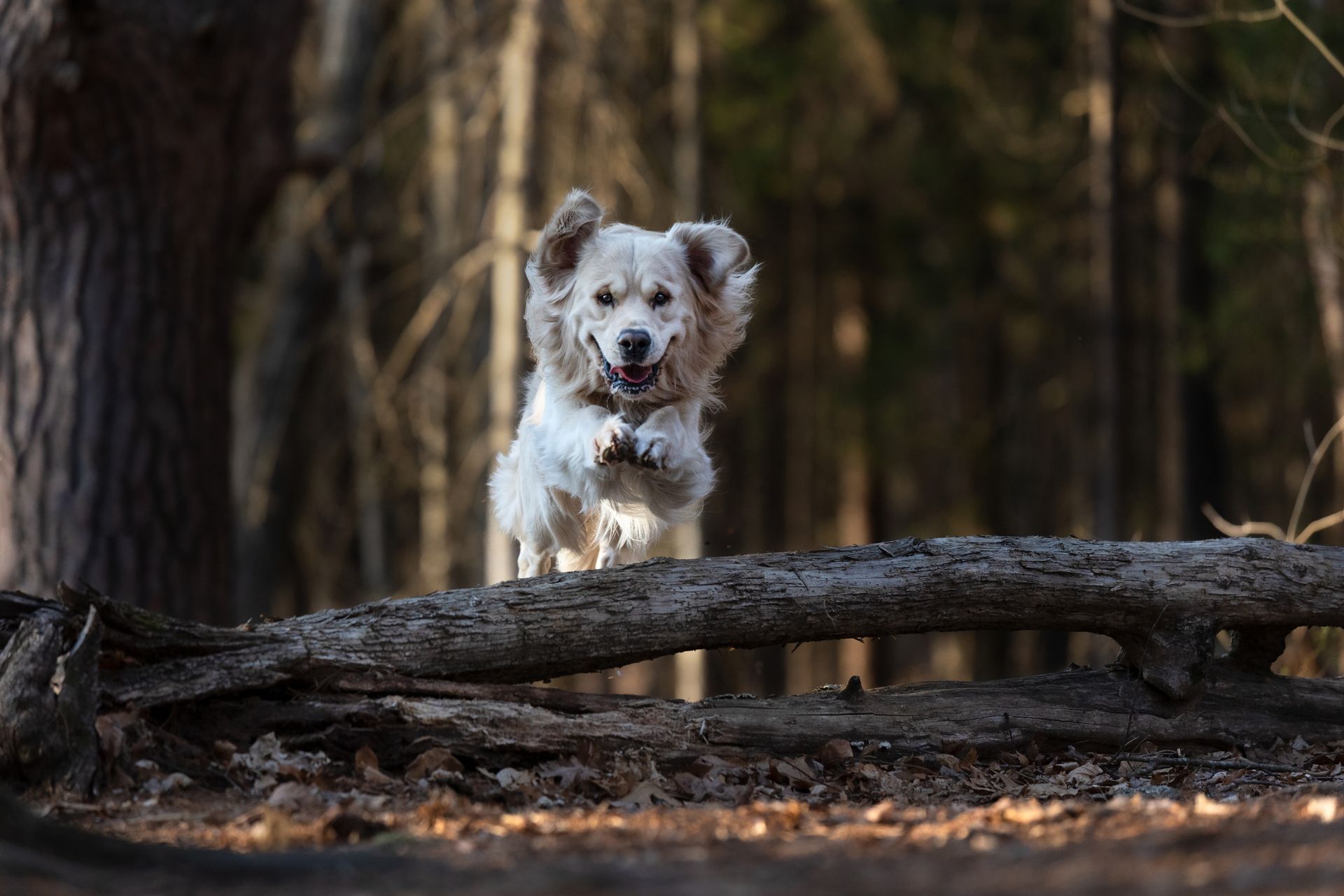 Golden retriever jumping over a log at Ashland State Park during a pet photography session.