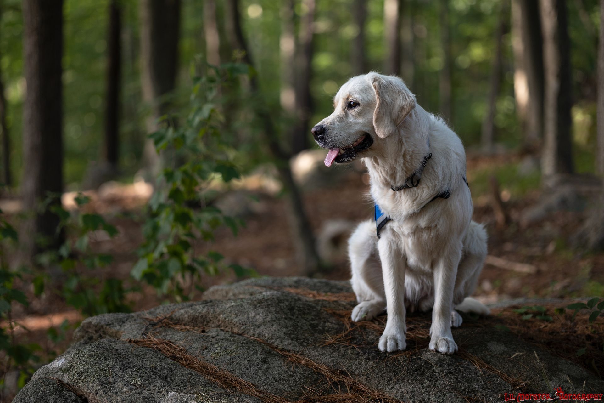 Dog sitting on a rock looking into the distance during a portrait session in metrowest Massachusetts