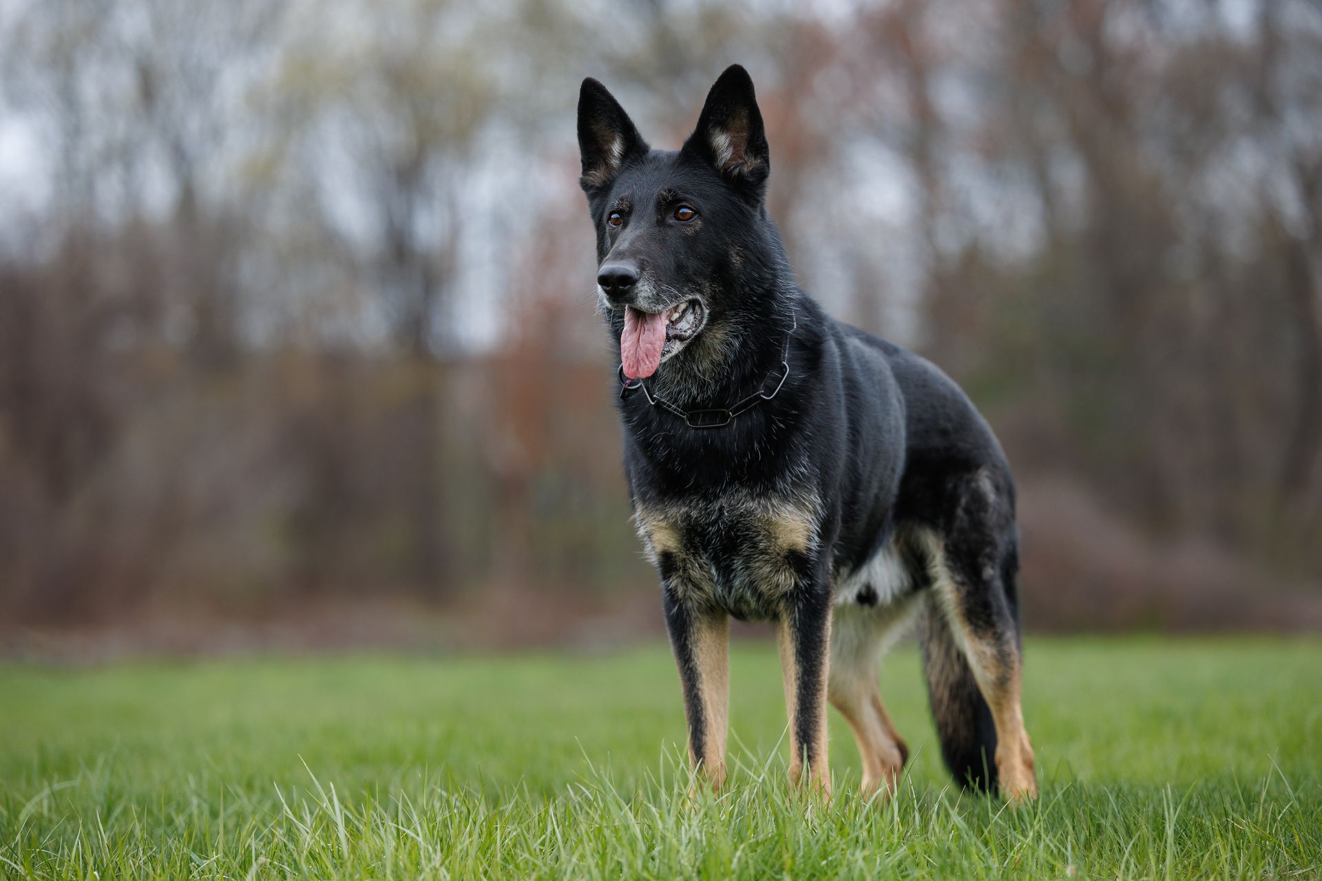 German Shepherd photographed outdoors during a late fall dog photography session in Massachusetts