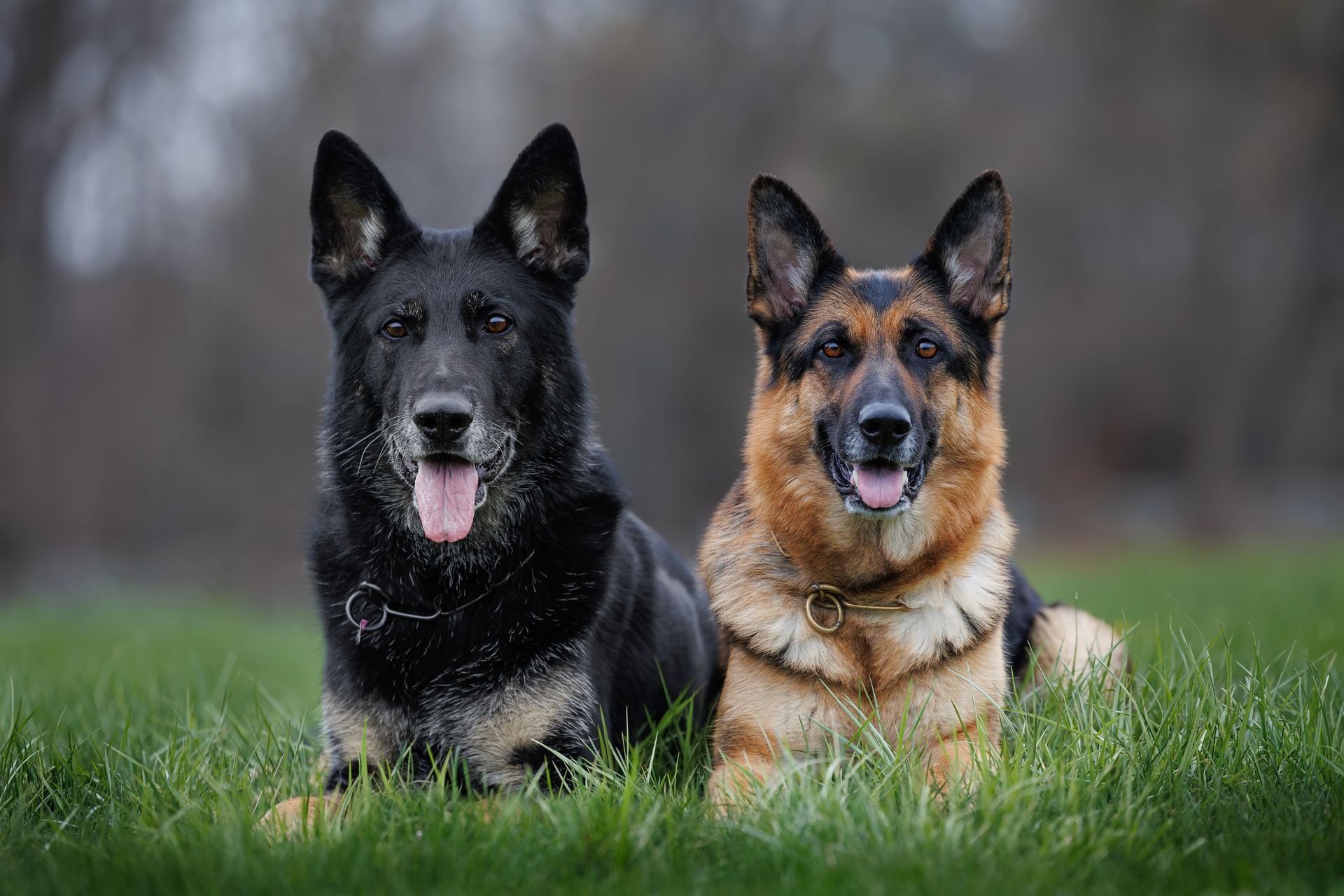 Two German Shepherds laying down in a field at Ashland State Park posing for Dog Portraits