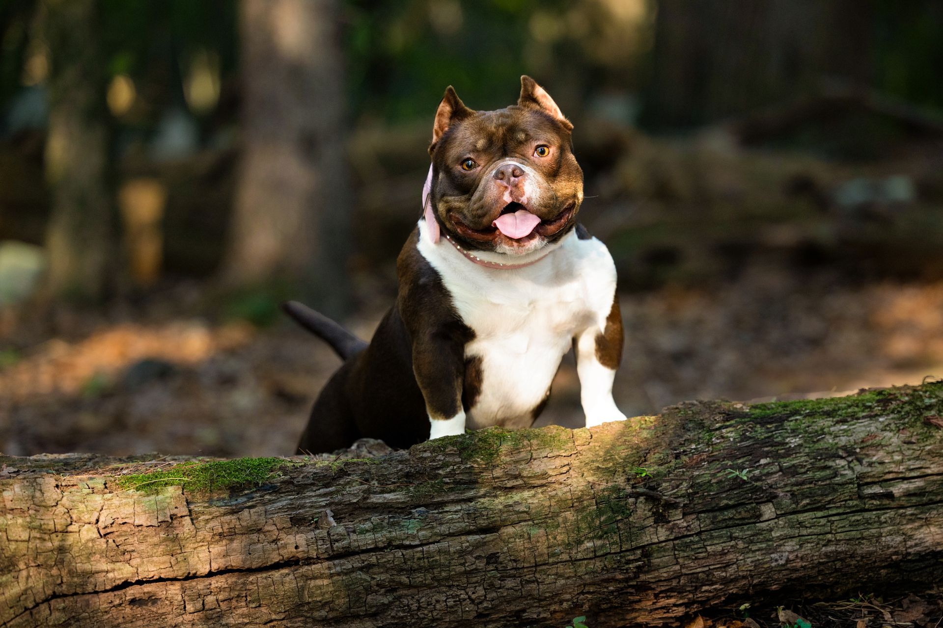 Smiling bully breed dog posing on a log during a summer photo session with Lil Monster Photography
