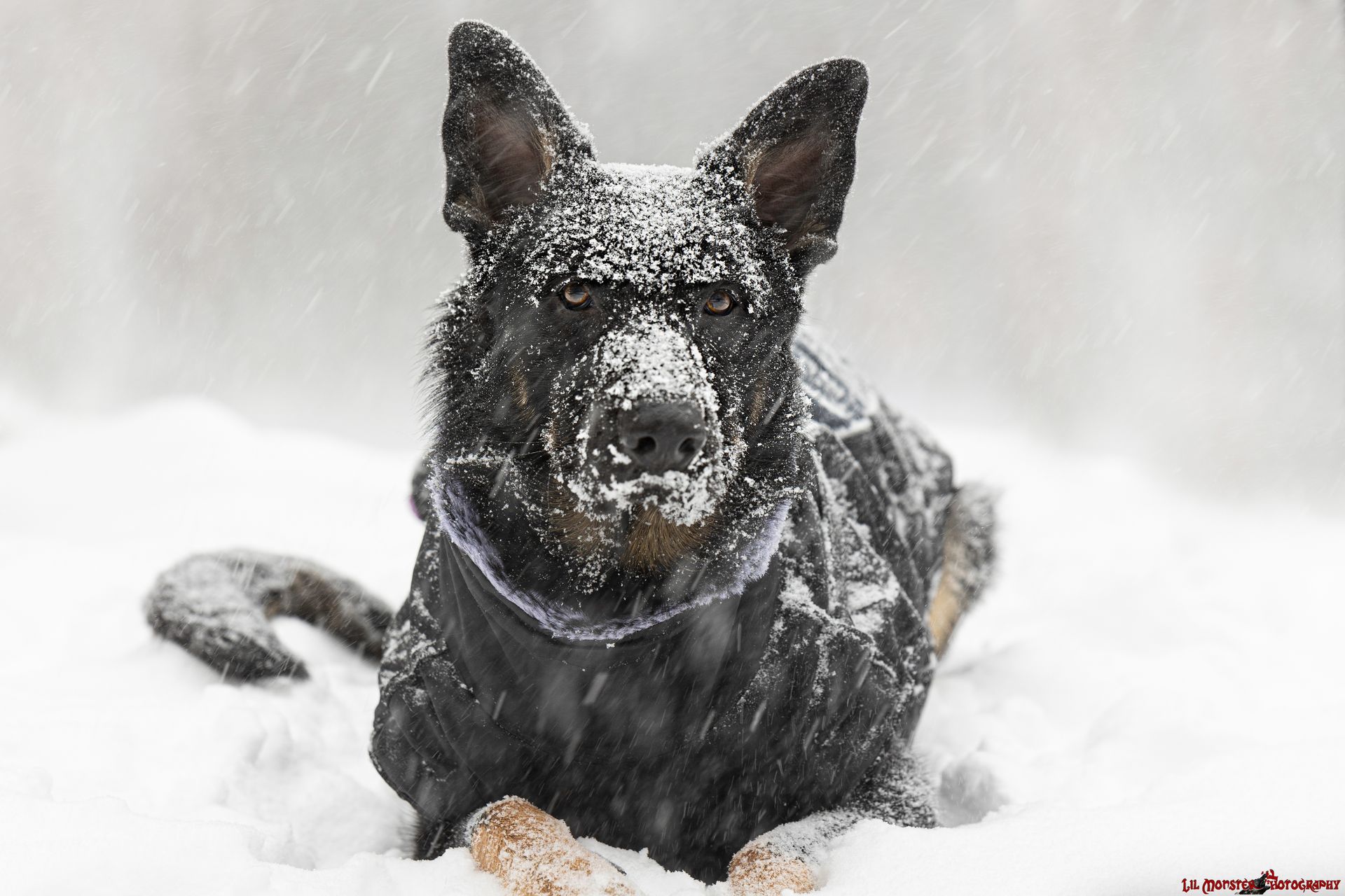 German Shepherd posing during a heavy snow photo session.