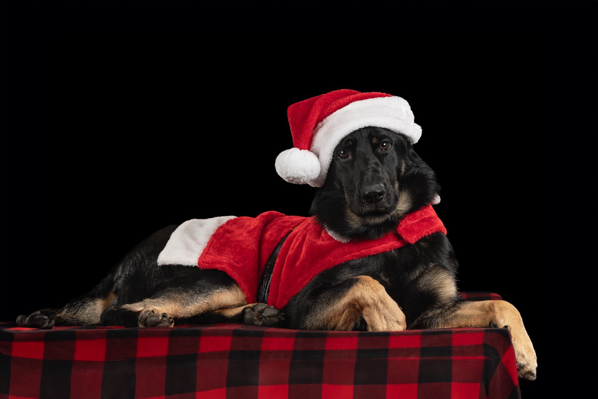 German Shepherd wearing a Santa costume during a holiday dog photography session in Massachusetts