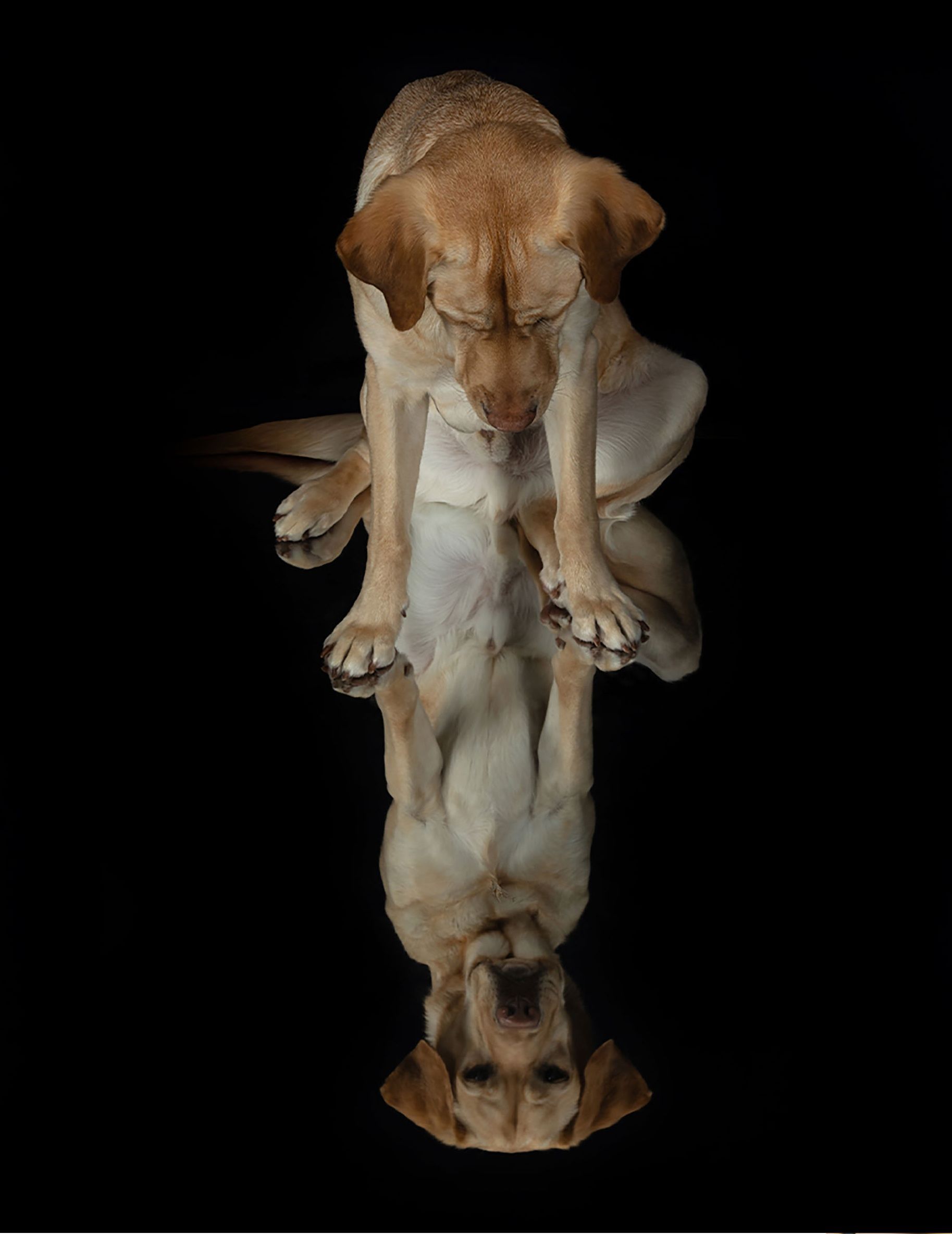 Brown and white dog sitting with mirrored reflection on a black background