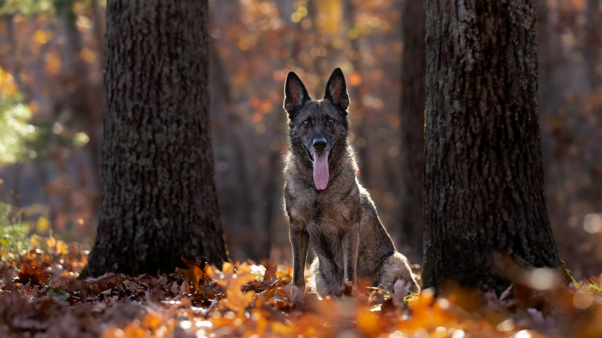 Senior German Shepherd with a gray muzzle photographed among autumn leaves during a professional pet photography session.