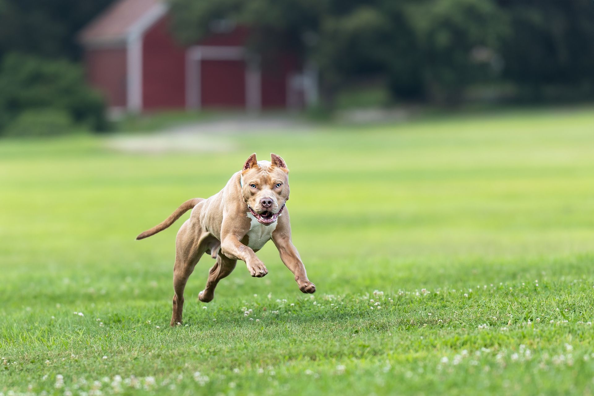 Dog running across a field during an outdoor action photography session in Massachusetts