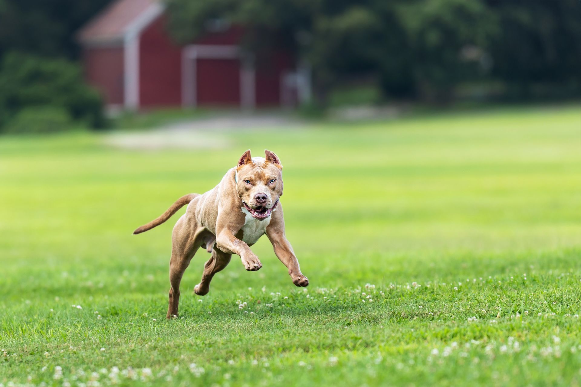 a leash edit on a running Pitbull during a photo shoot in Ashland Massachusetts