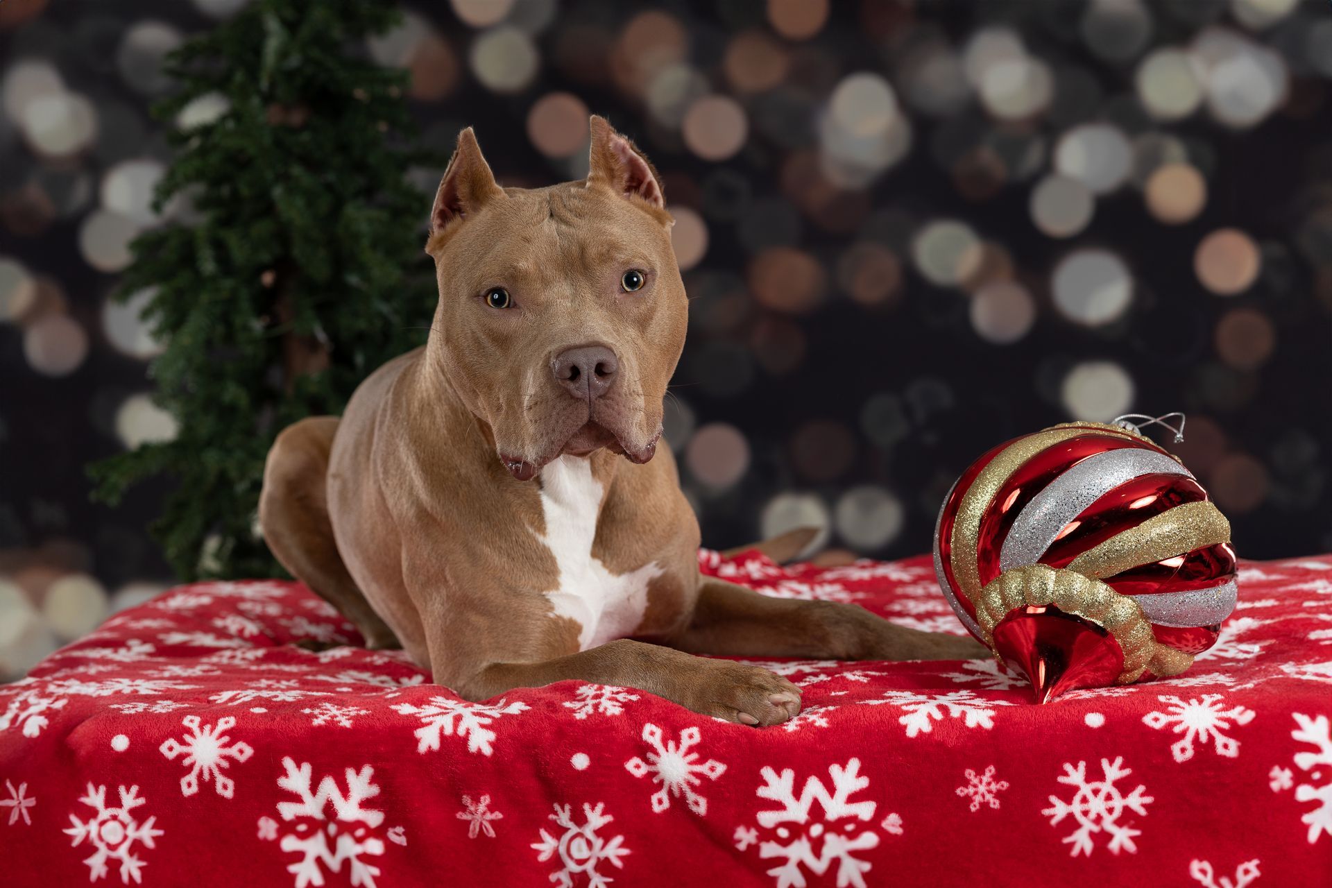 Pit Bull photographed with a Christmas ornament during a holiday studio dog photography session in Natick Massachusetts