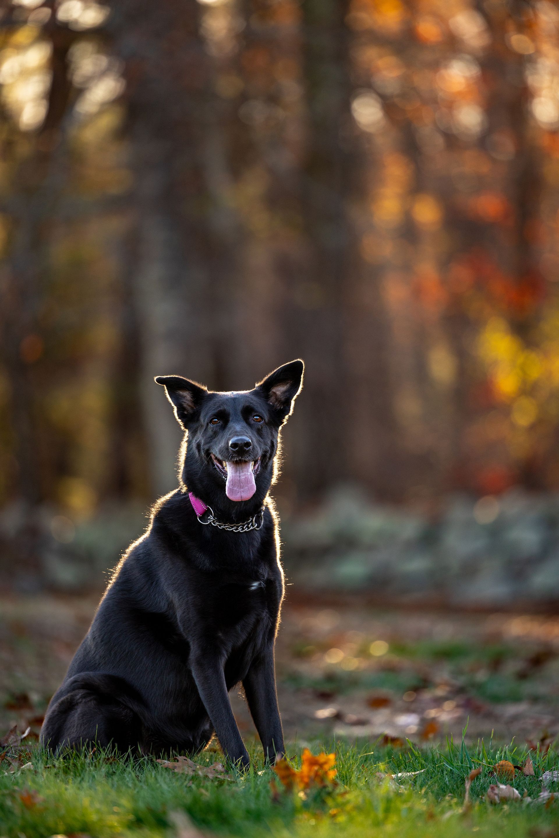 Couple walking their dog at sunset during a dog photography session in Massachusetts