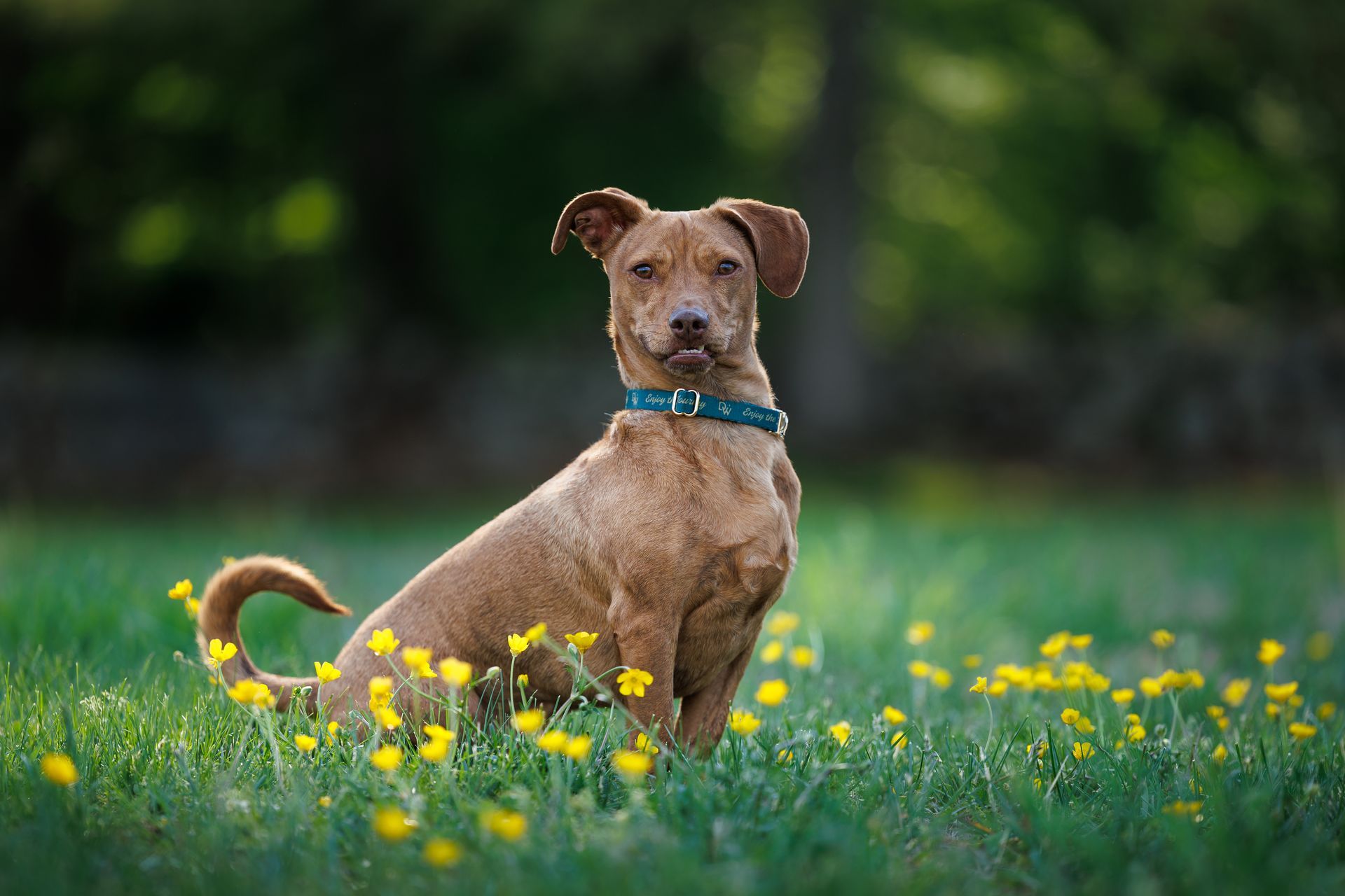 Tan dog sitting in a field of yellow flowers during a photo session in Massachusetts