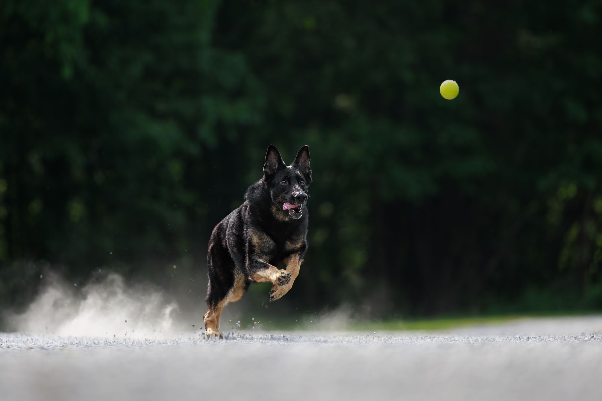 German Shepherd running after a ball during an action photoshoot in Metrowest, Massachusetts.